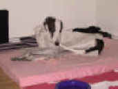 jessie2.JPG (39718 Byte)