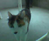 schnu Bild097.jpg (6831 Byte)