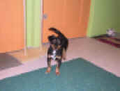 simu IMG_1879.JPG (80311 Byte)