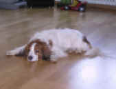 web-dam IMG_2467.JPG (76220 Byte)