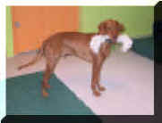 web-gondosh01.JPG (113629 Byte)