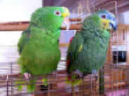 web-ol-ri IMG_2883.JPG (140631 Byte)