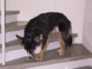 web-samira (1).JPG (89653 Byte)