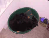 web ast b IMG_2090.JPG (127190 Byte)