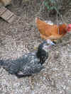web huhn IMG_1054 (1).JPG (254122 Byte)
