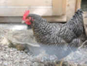 web huhn IMG_1082 (3).JPG (193110 Byte)