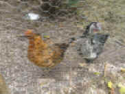 web huhn IMG_1082 (4).JPG (296024 Byte)