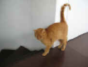 web schnurrli IMG_1041 (1).JPG (91468 Byte)