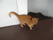 web schnurrli IMG_1041 (5).JPG (88958 Byte)