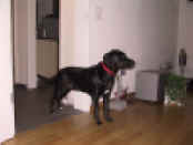 web sin IMG_2249.JPG (66497 Byte)